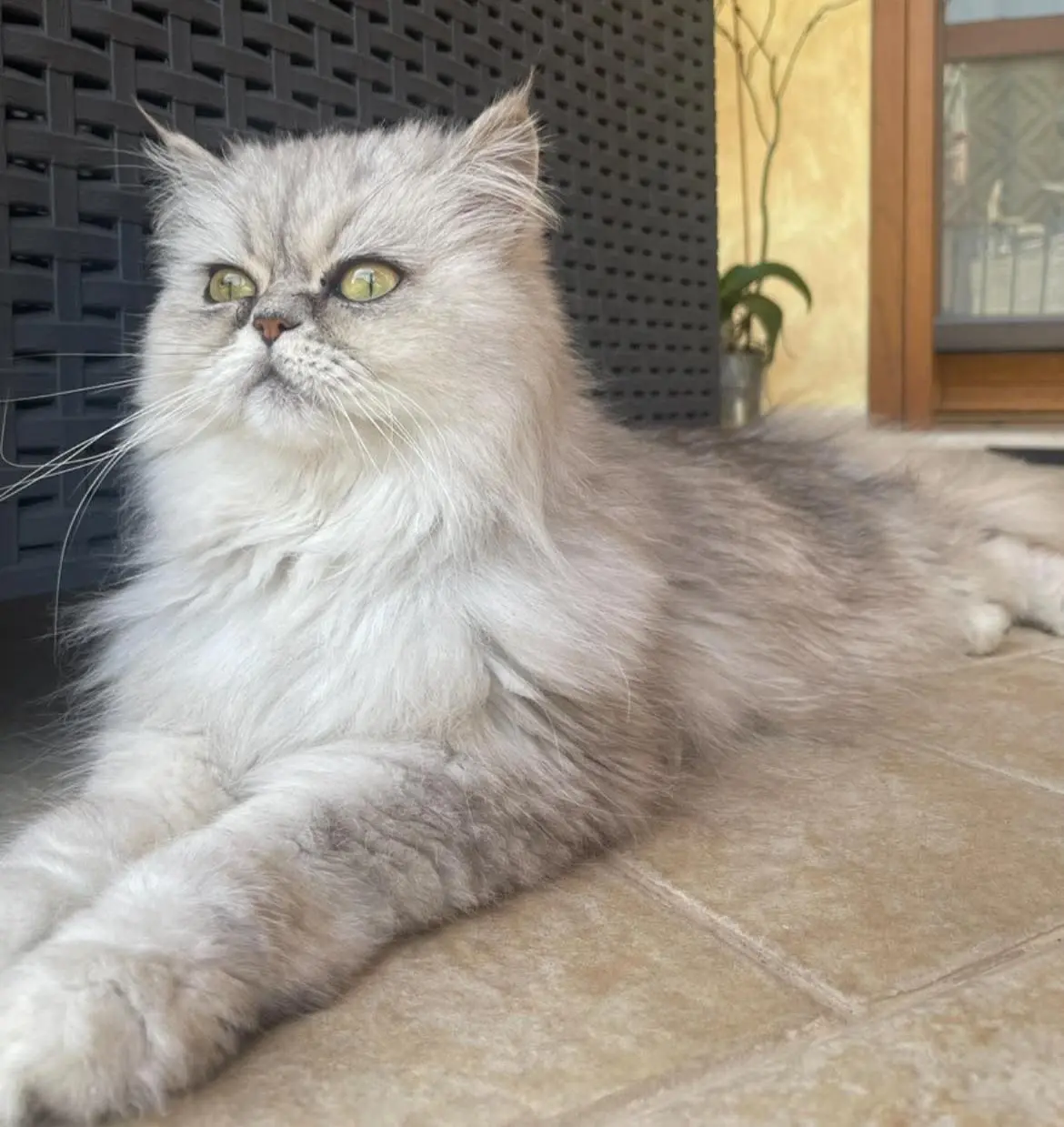 gatta reunited   09036 Gùspini/Guspini Baby