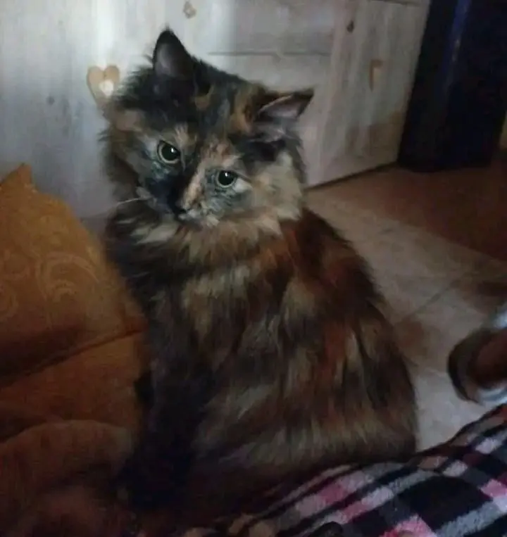 gatta reunited   09013 Carbonia Chloe