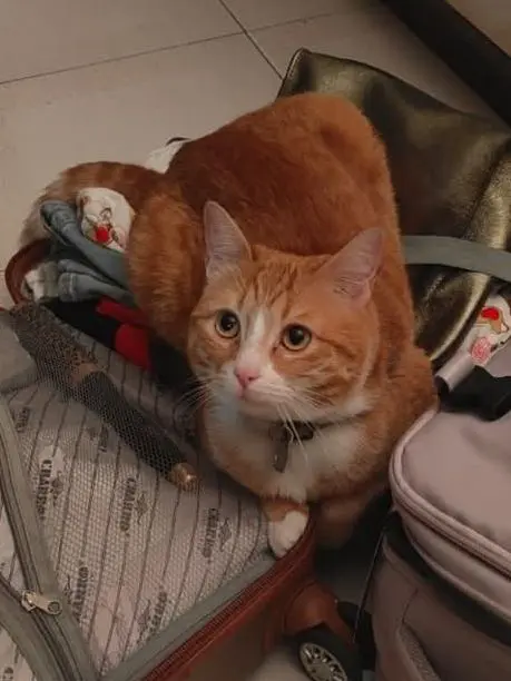 gatta reunited   09017 Santu Antiogu/Sant'Antioco Ginger