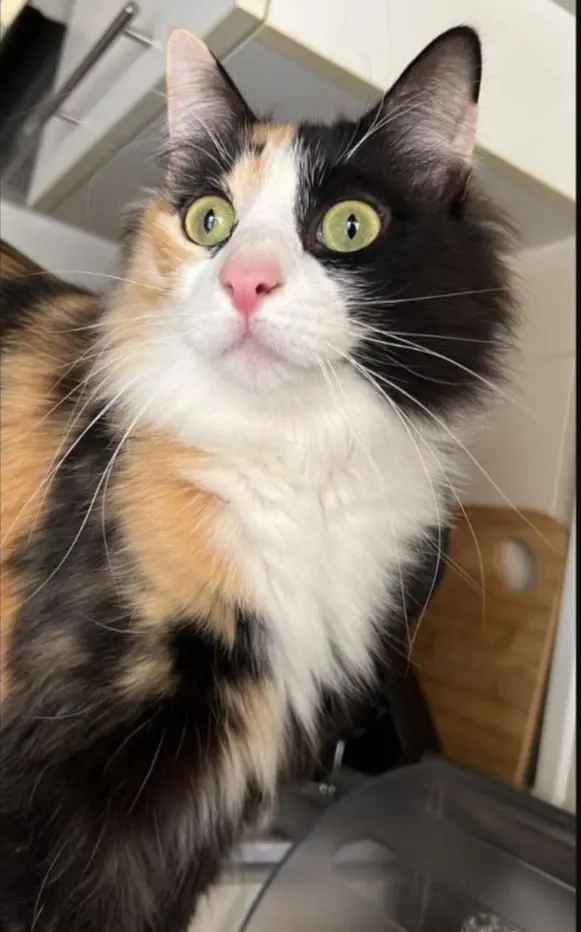 gatta reunited   09041 Patiolla/Dolianova Mia