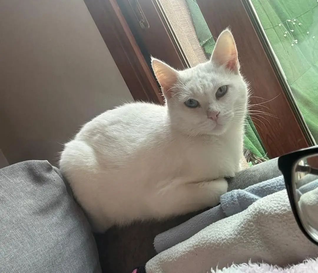 gatta reunited   09040 Serdiana Nina