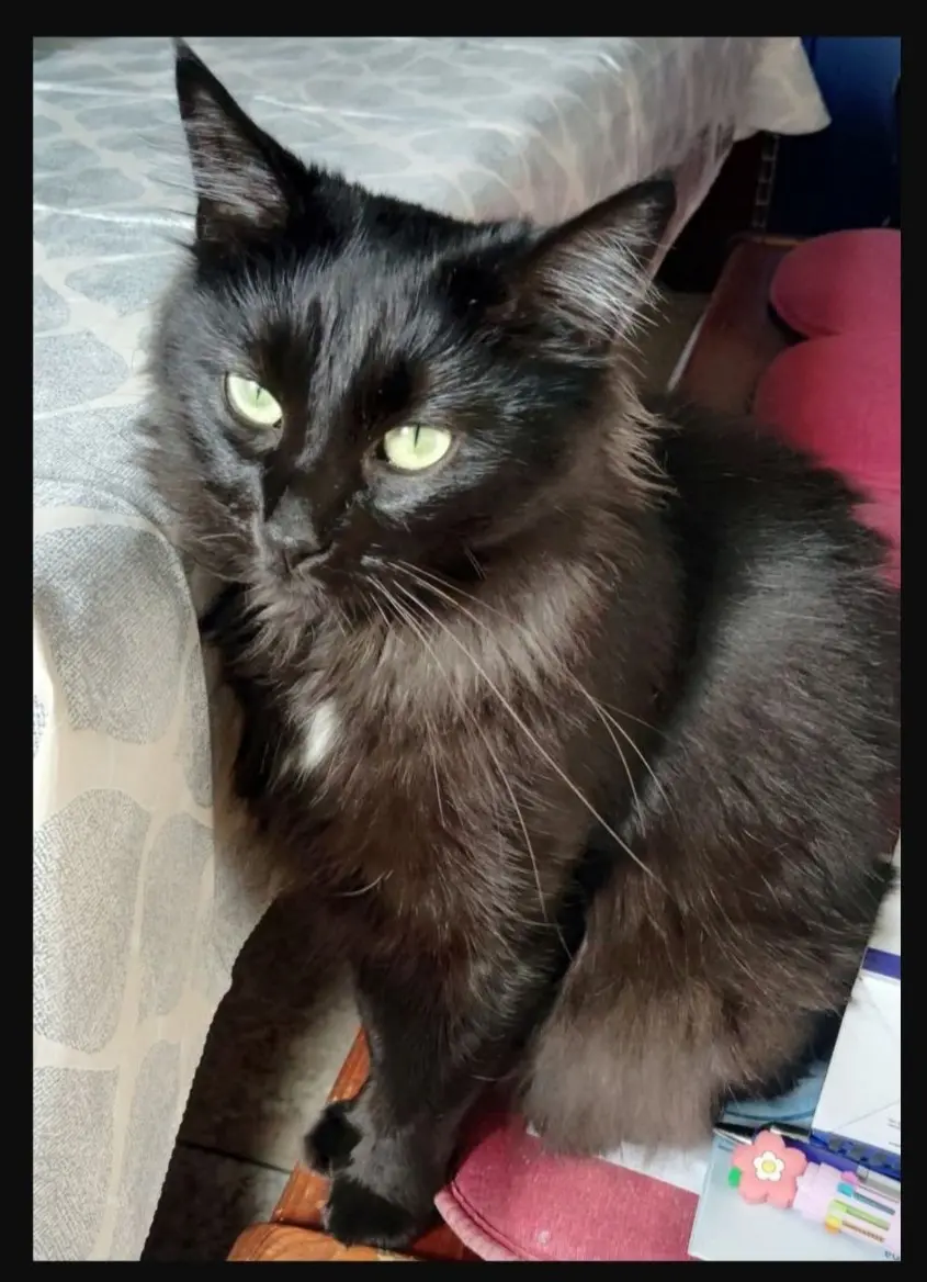 gatta reunited   09016 Iglesias Ziva