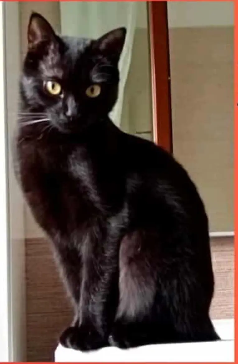 gatta reunited   17023 Ceriale Beky