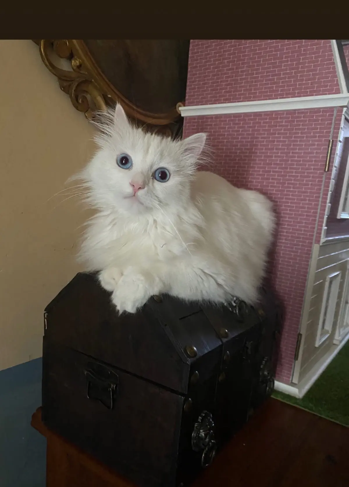 gatta reunited   17100 Savone Samara