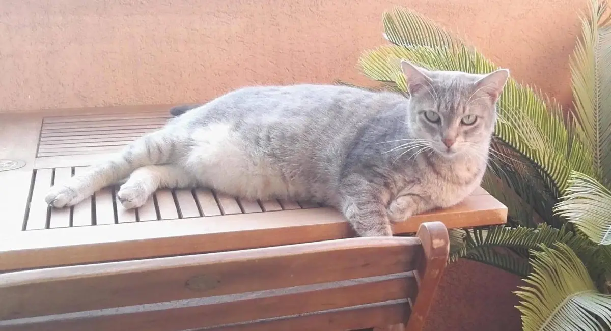 gatta reunited   17100 Savone Yodina