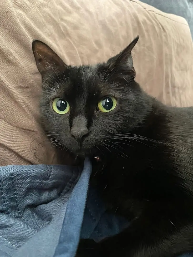 gatta reunited   10092 Beinasco Luna