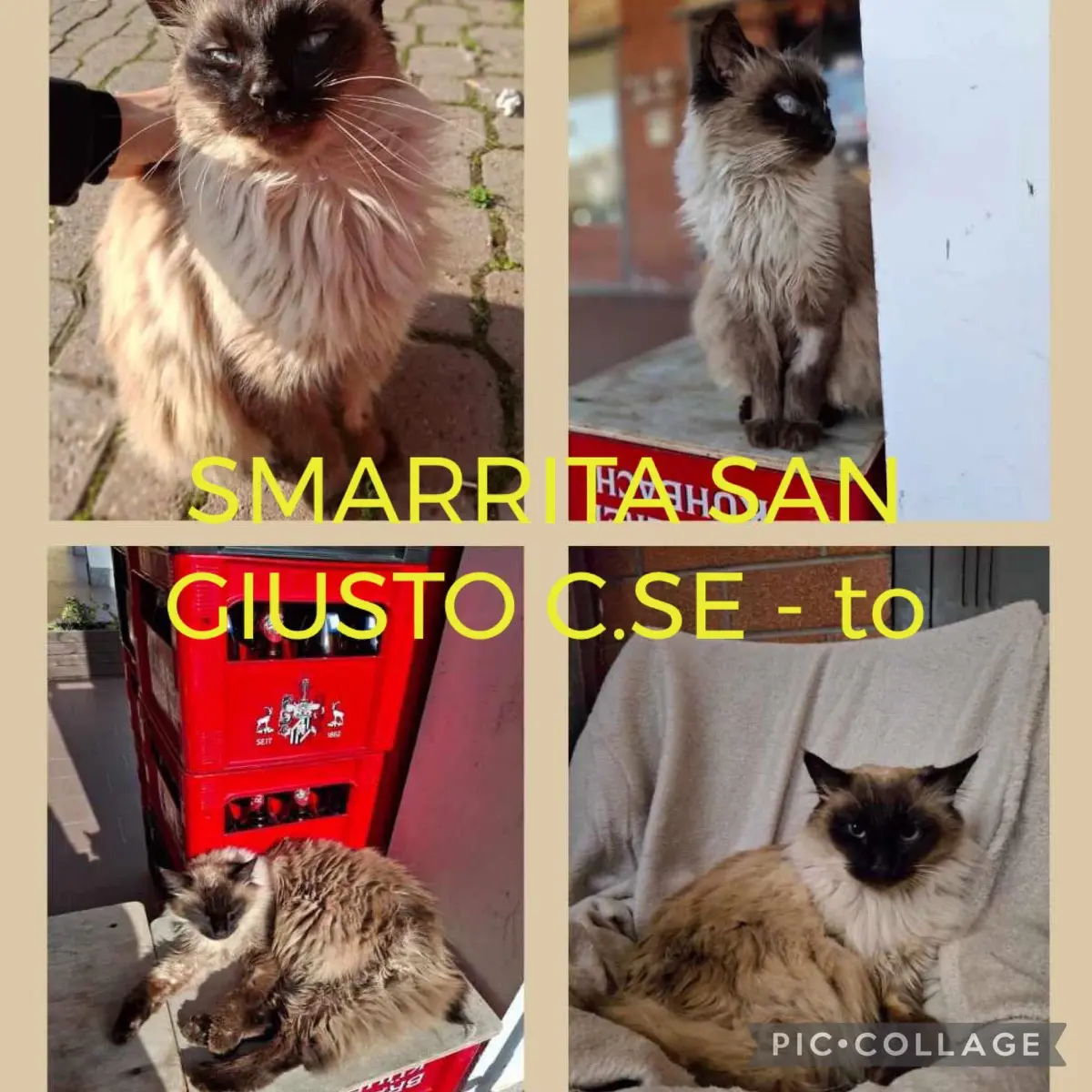 gatta reunited    San Giusto Canavese Malù