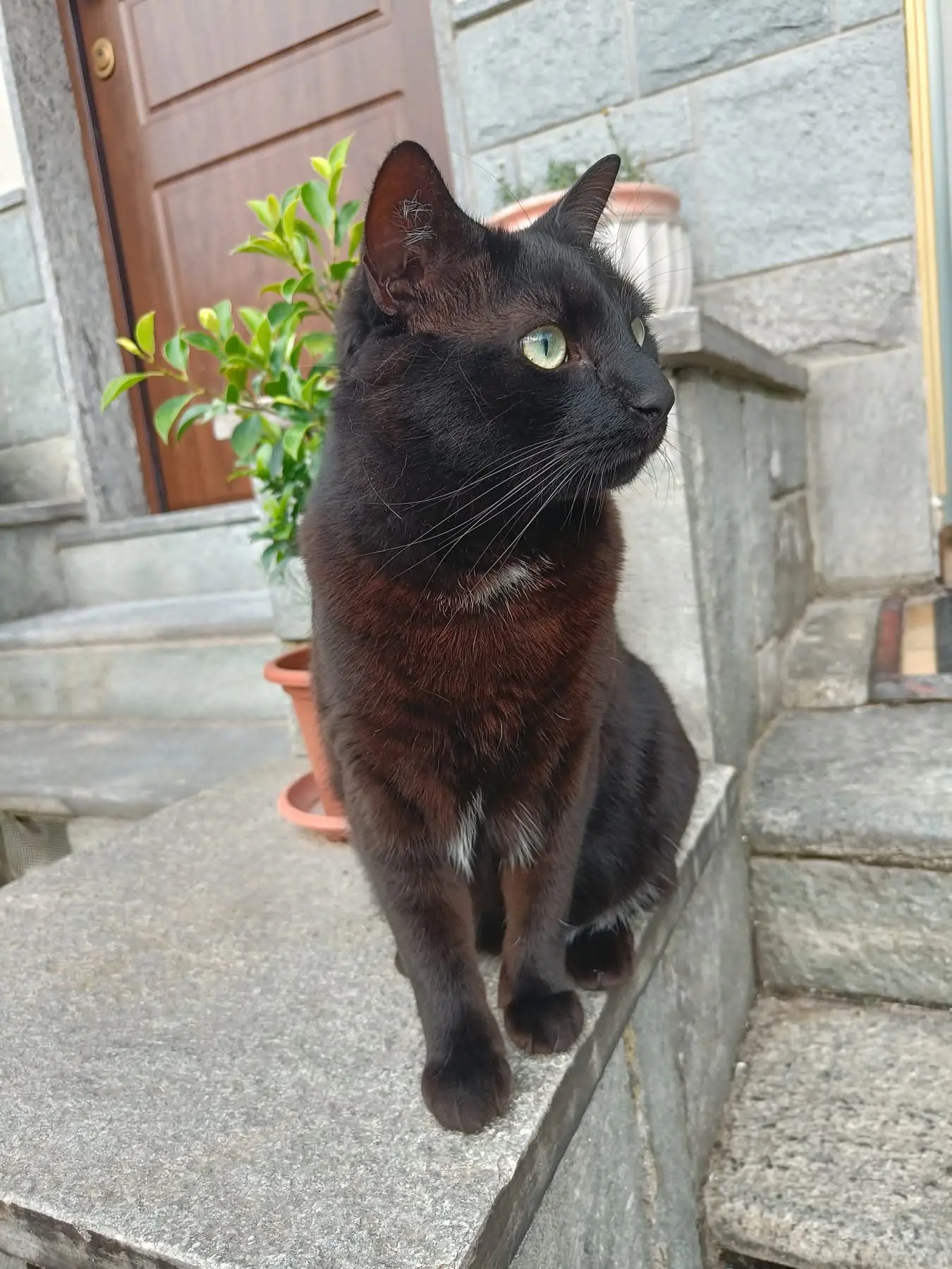 gatta reunited   10036 Settimo Torinese Mila