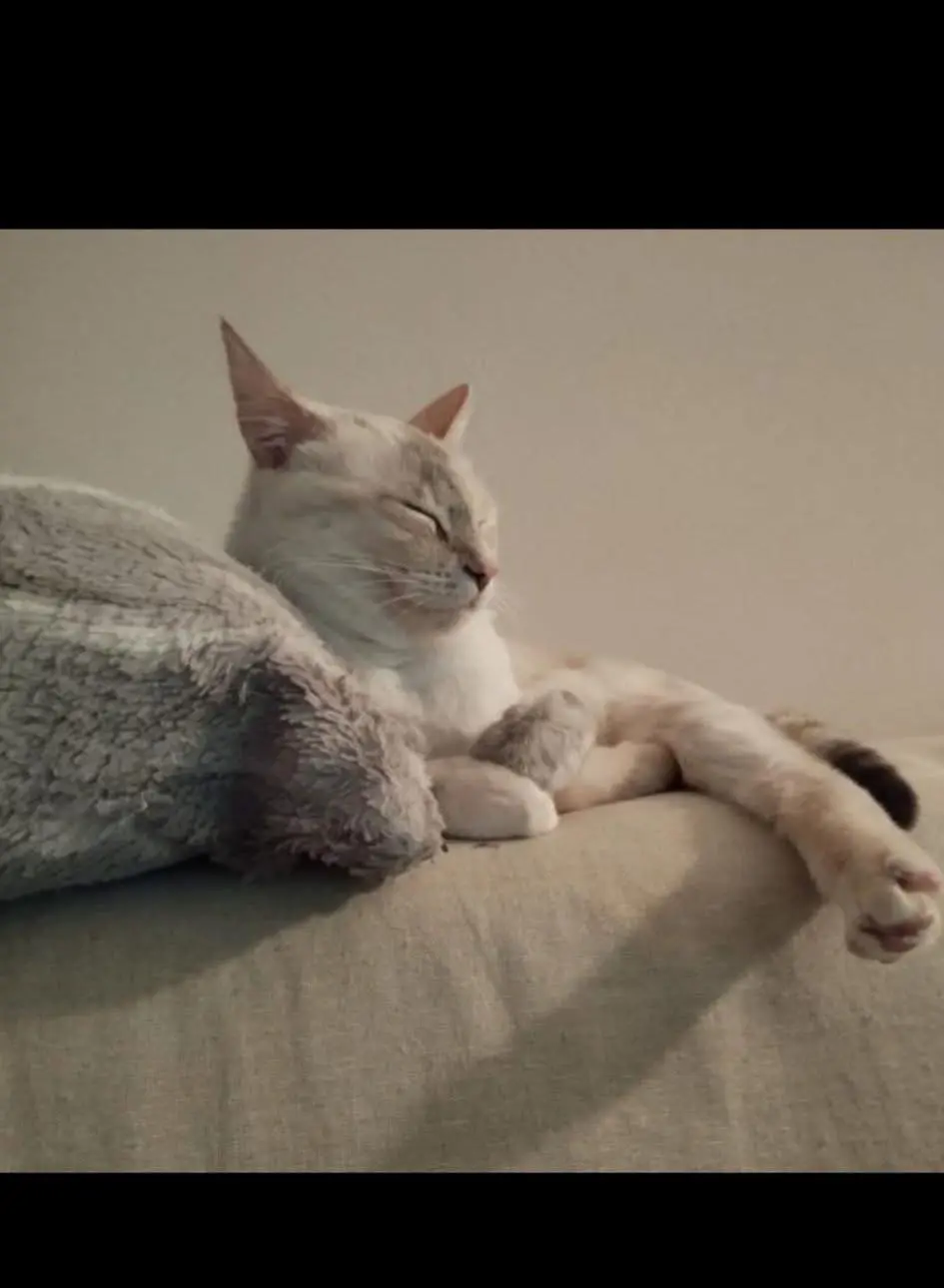 gatta reunited    Leini Minù