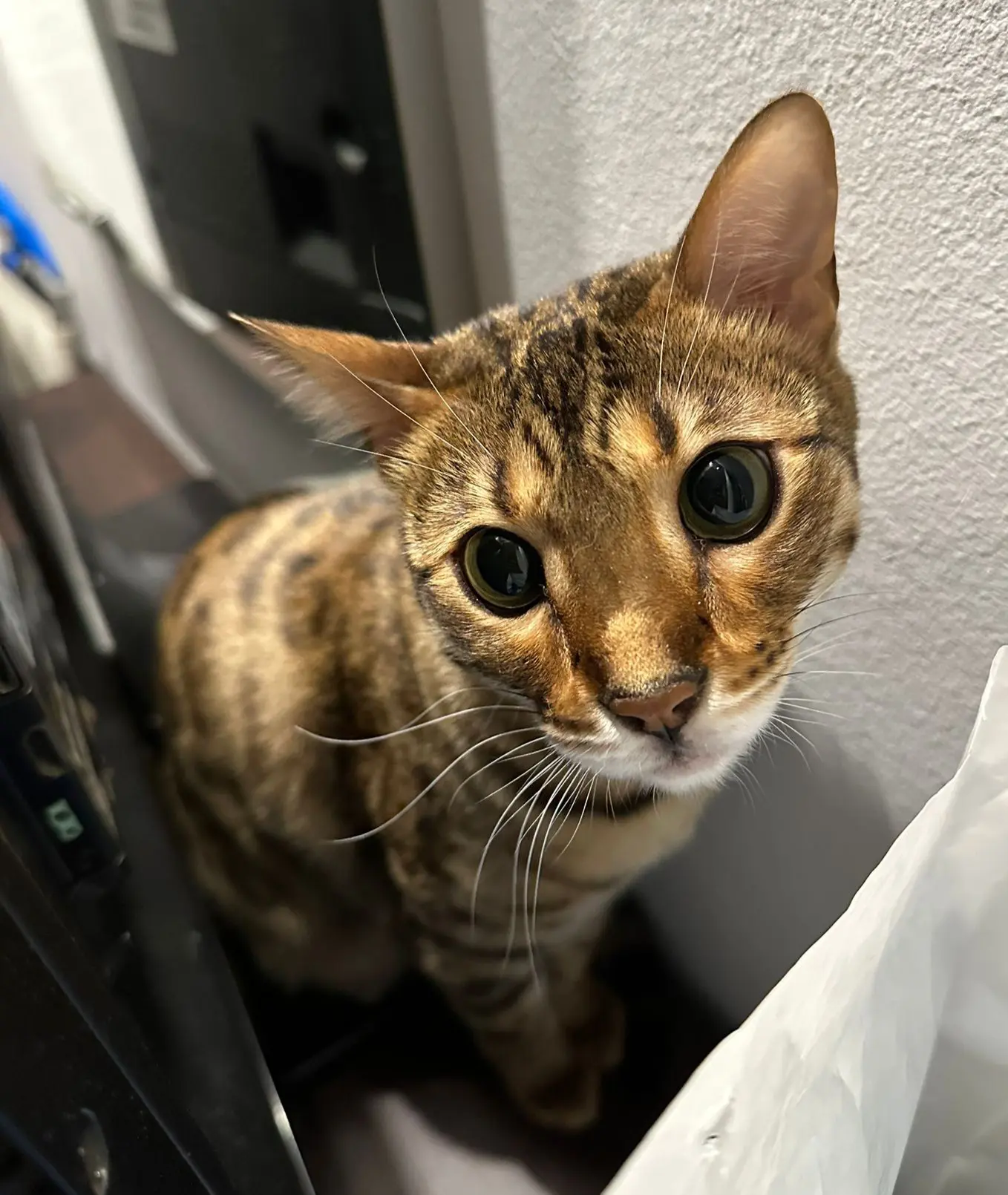 gatta reunited    Turin Cleo