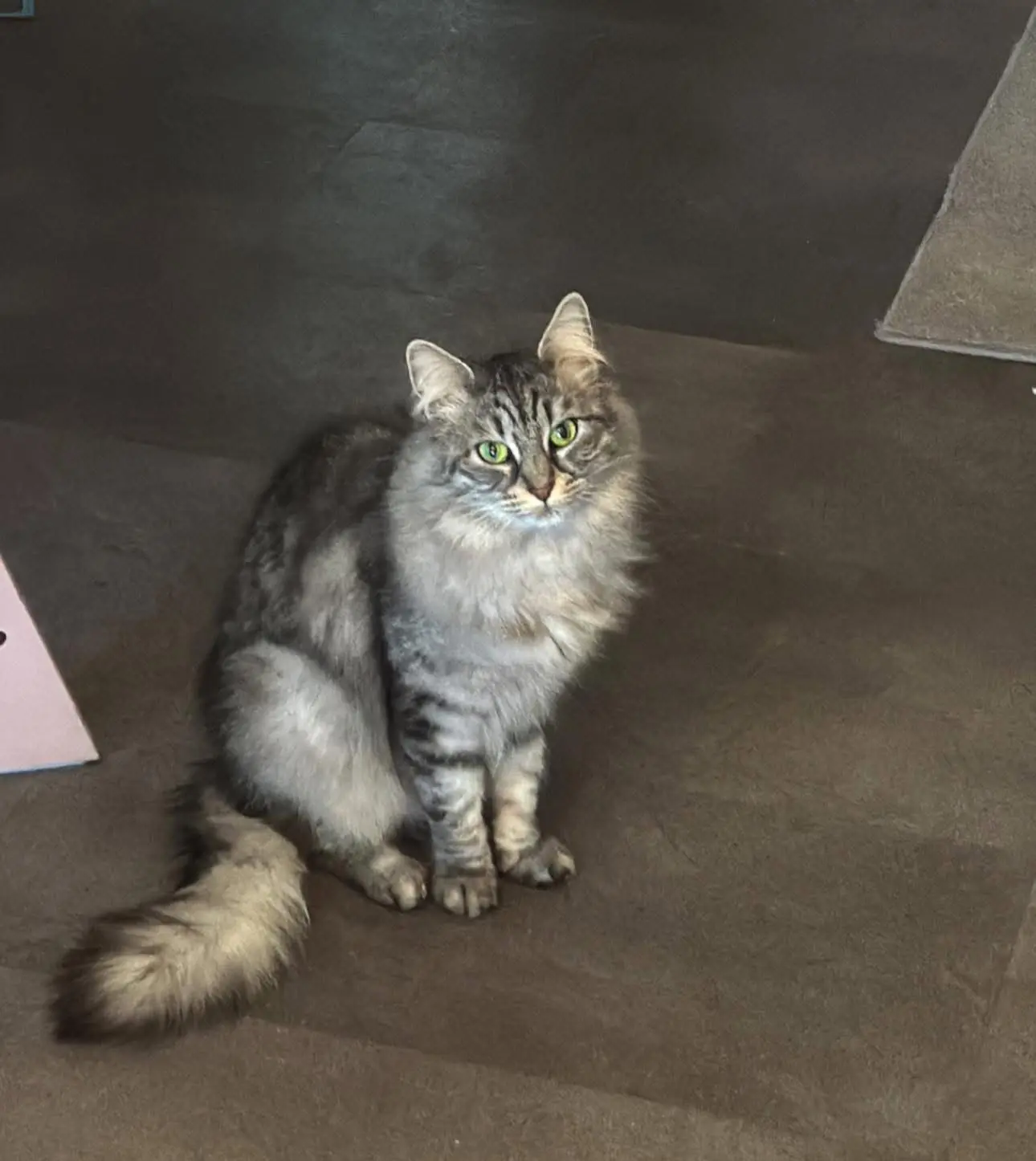 gatta reunited    Turin Freia