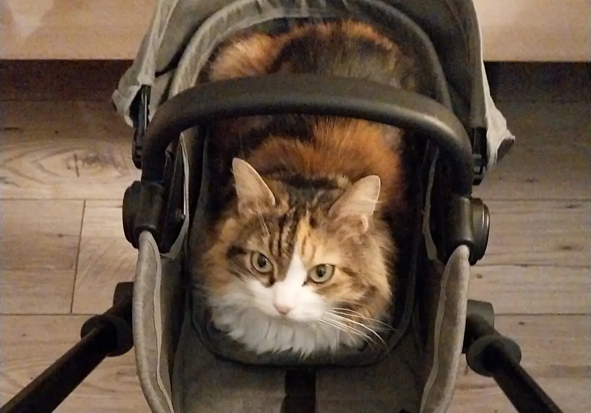 gatta reunited    Turin Isotta