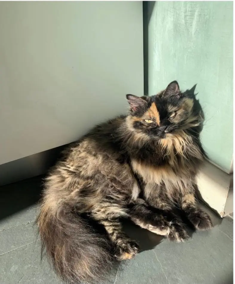 gatta reunited    Turin Madi