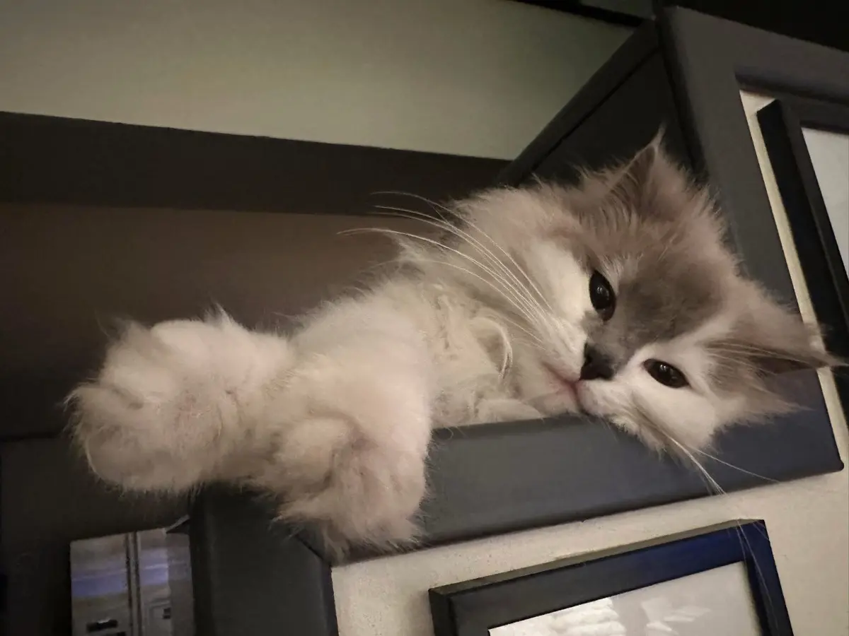 gatta reunited    Turin Nanà