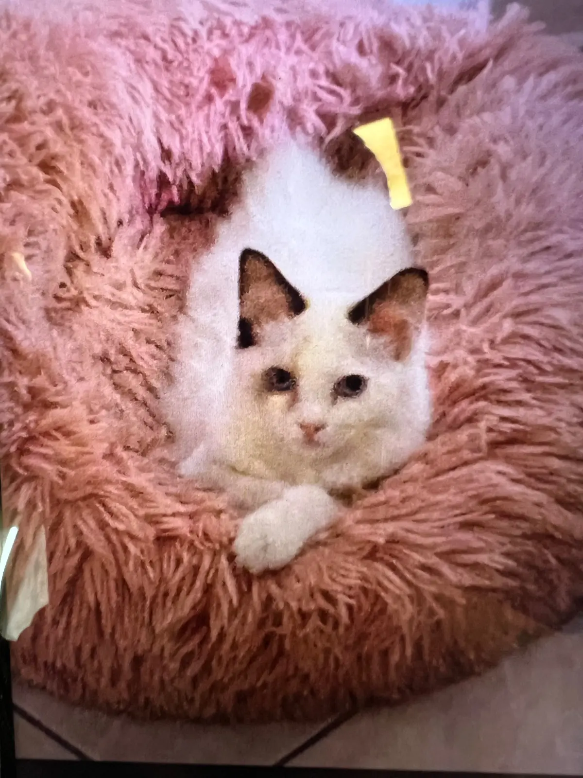 gatta reunited    Turin Sissi