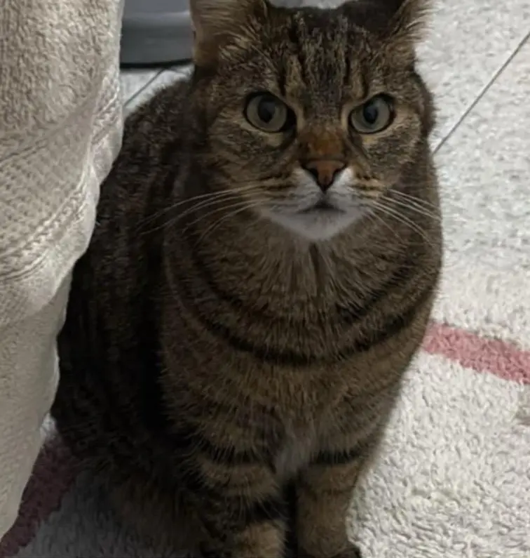 gatta reunited    Turin Ypsilon