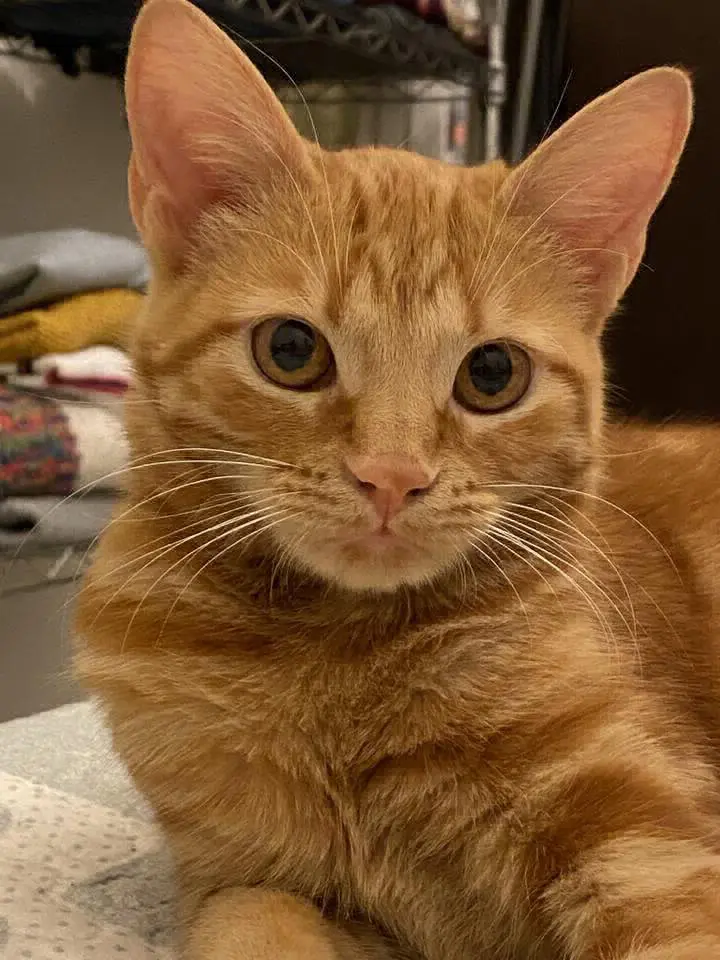 gatta reunited   05100 Terni Wanda o ñaña