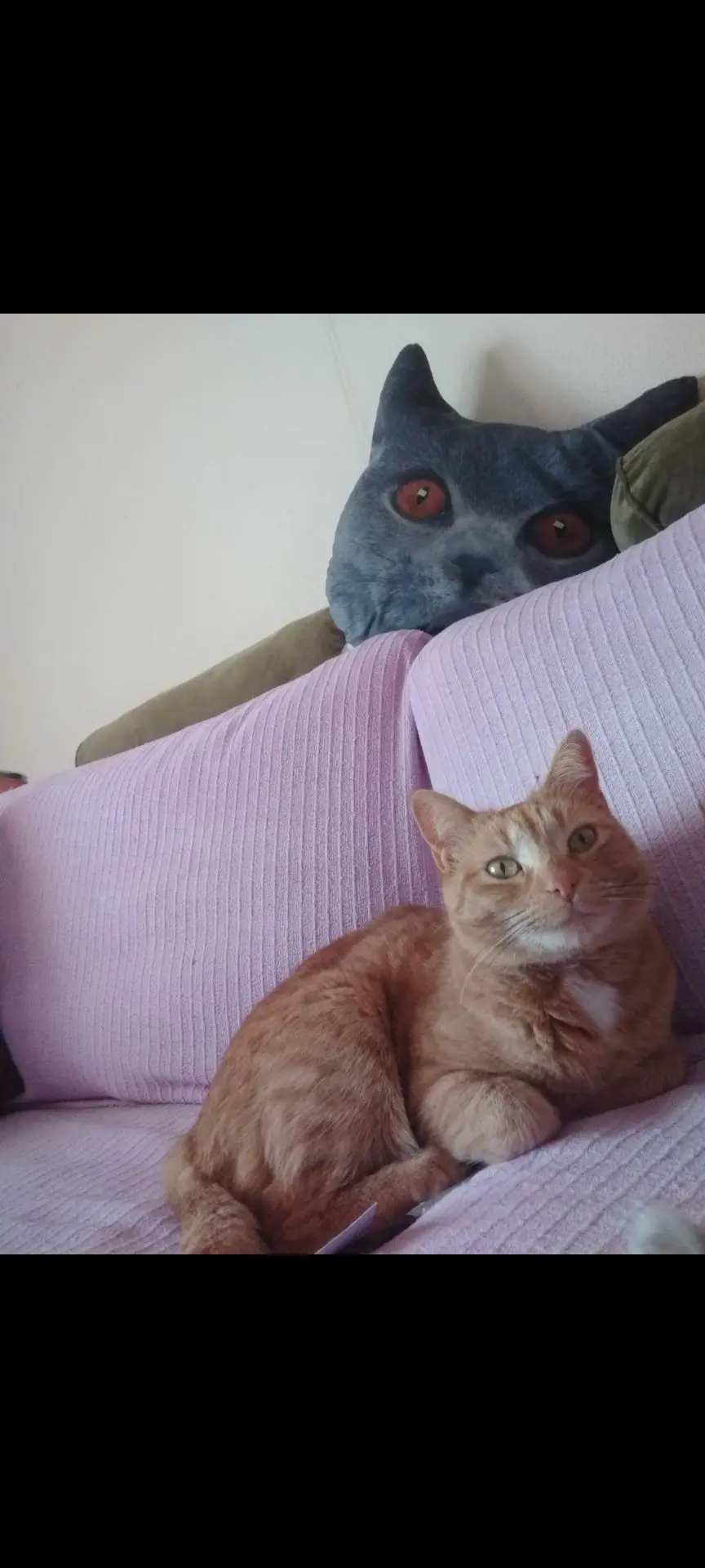 gatta reunited   33053 Latisana / Tisane Fira