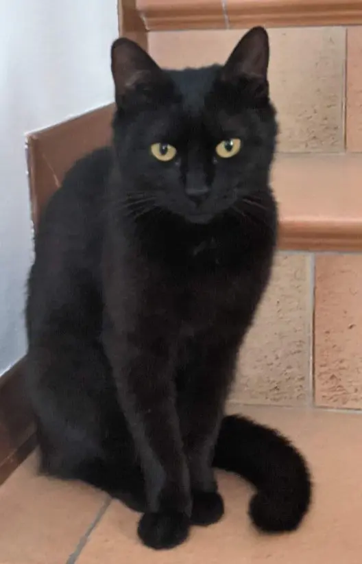 gatta reunited  Piazza Giuseppe Garibaldi 33029 Invillino / Divilin Gattina