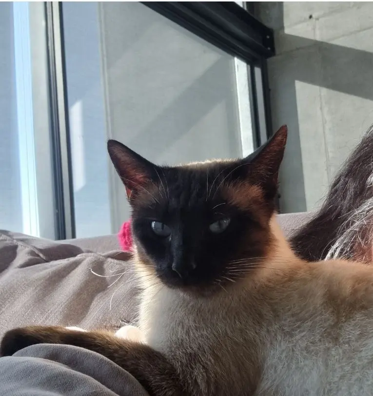 gatta reunited   33033 Codroipo / Codroip Mia