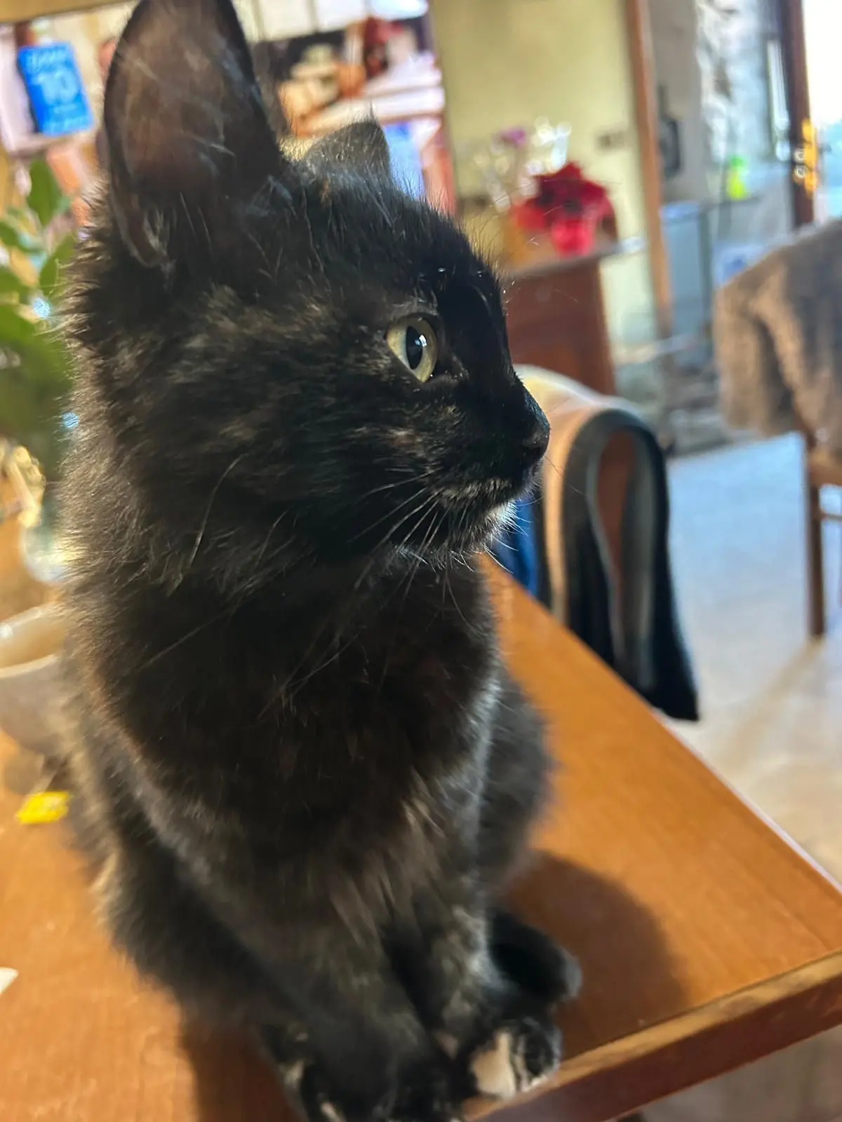 gatta reunited   33050 Pozzuolo del Friuli / Puçui Speedy