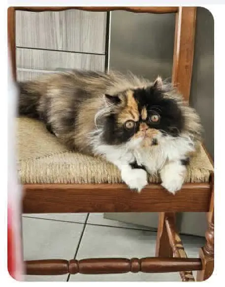 gatta reunited   33100 Udine / Udin Amalie