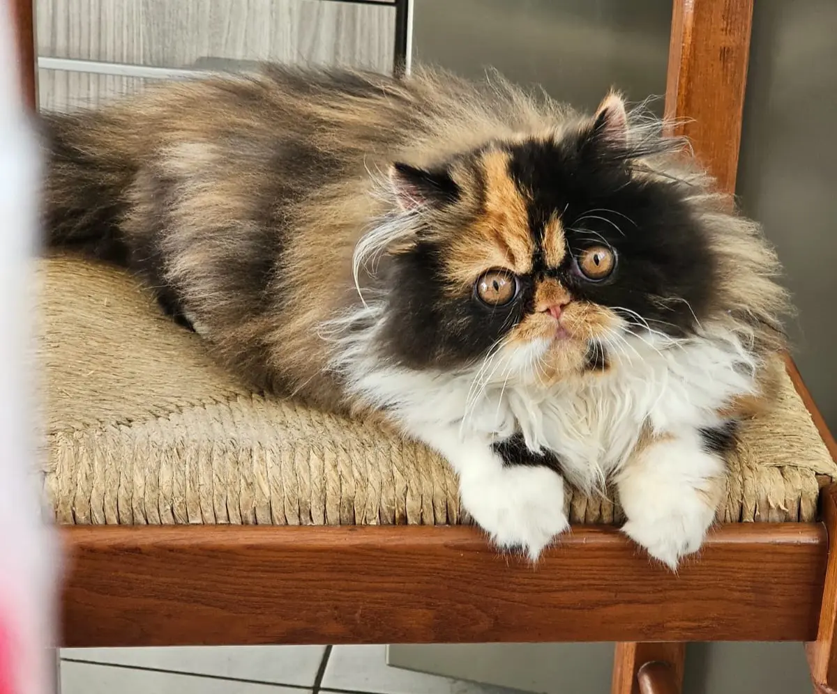 gatta reunited   33100 Udine / Udin Amelie