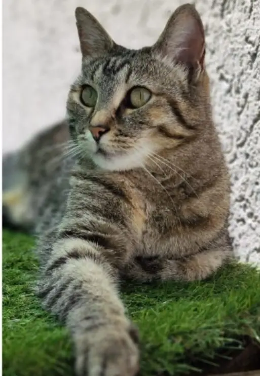 gatta reunited   33100 Udine / Udin Milù,