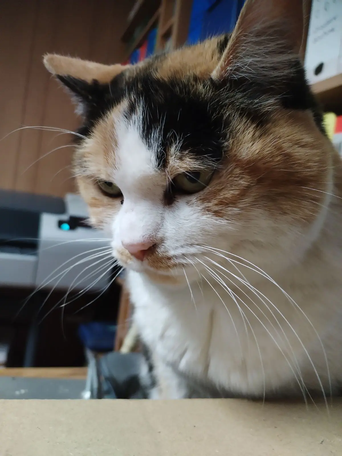 gatta reunited   21017 Cardano al Campo Giulietta