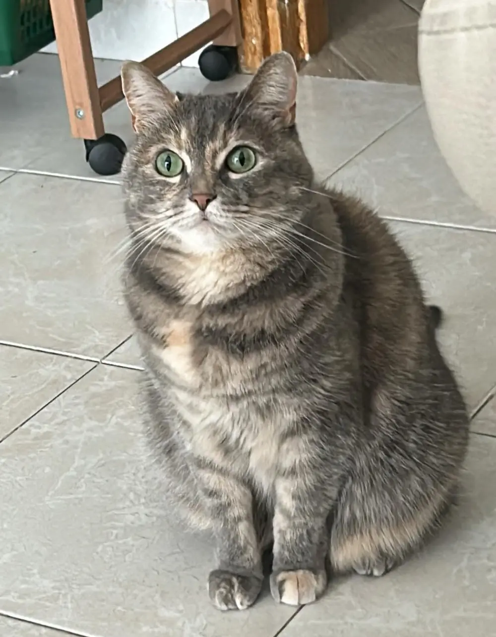 gatta reunited   21052 Busto Arsizio Lady