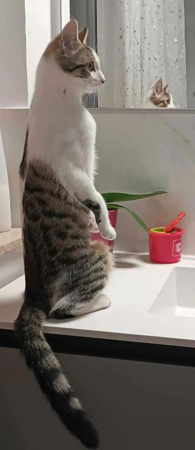 gatta reunited   21013 Gallarate Lilly