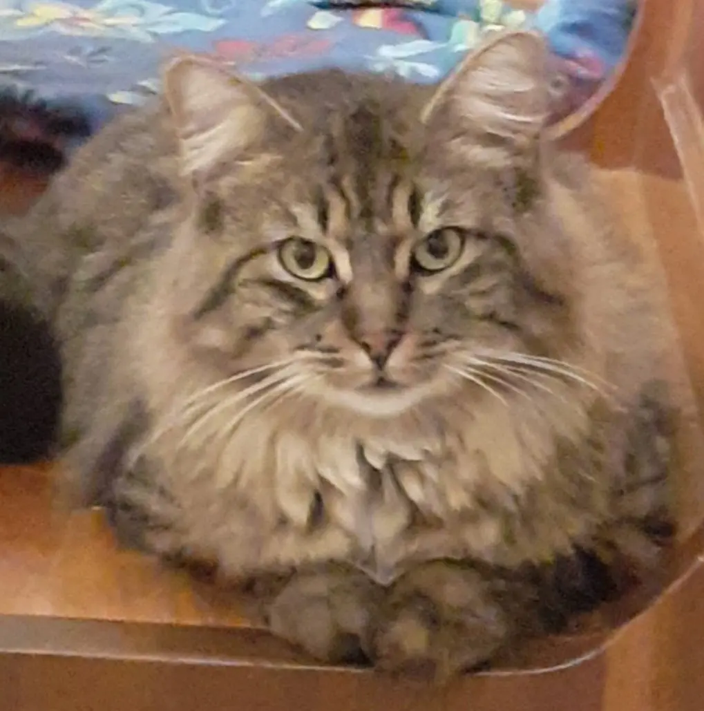 gatta reunited   21020 Ternate Mimi