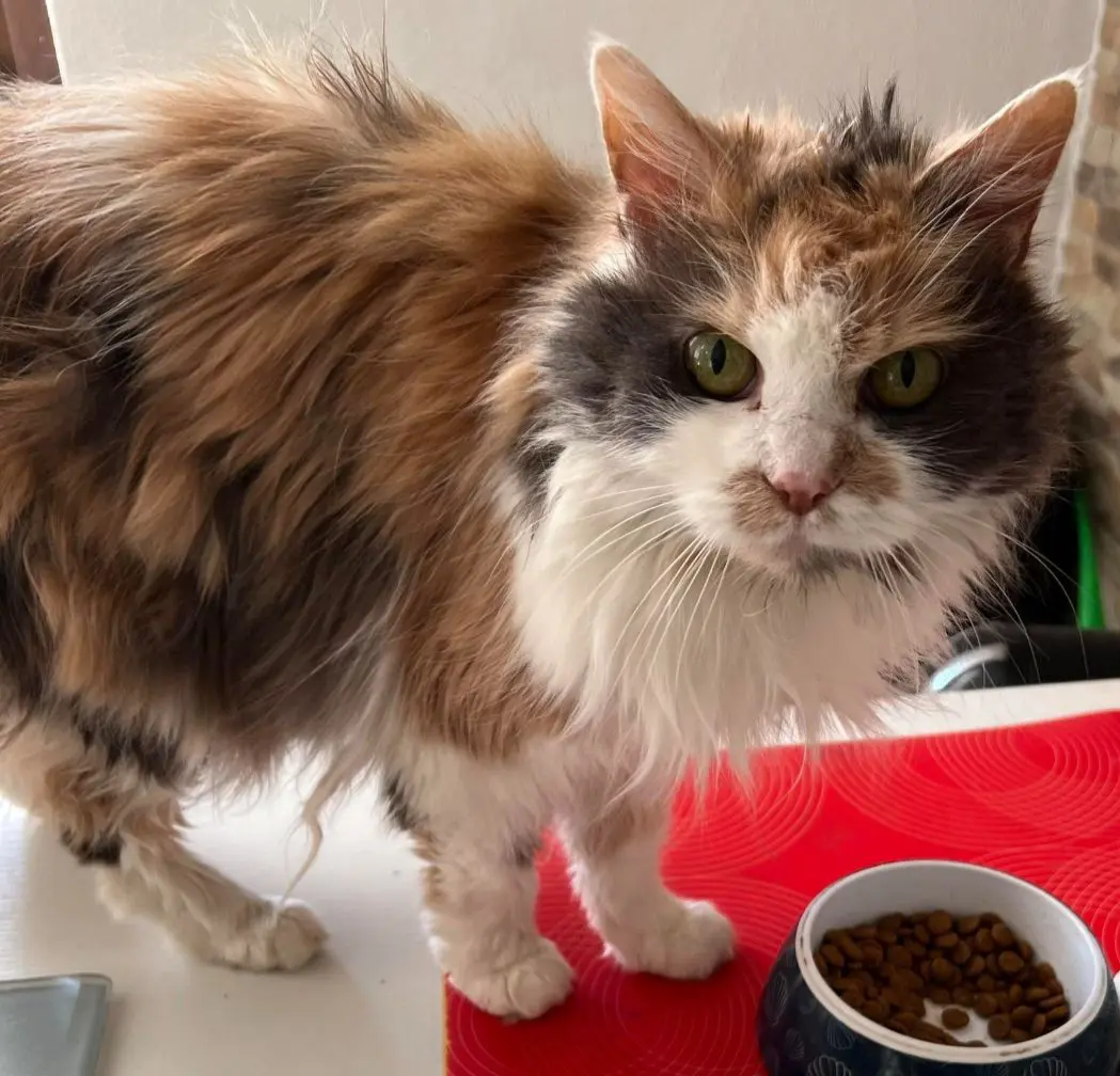 gatta reunited   21040 Oggiona con Santo Stefano Trilly