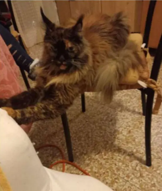 gatta reunited   21052 Busto Arsizio Stella