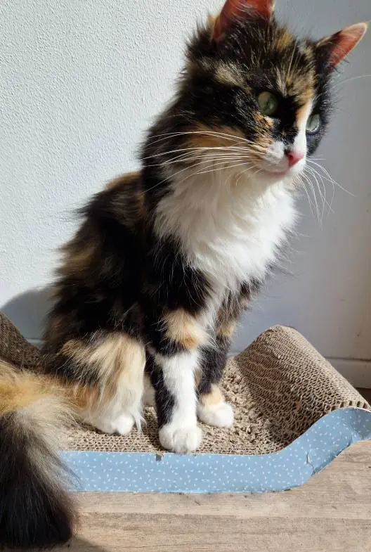 gatta reunited   21019 Somma Lombardo Yuki