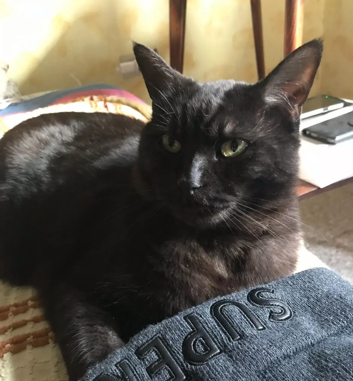 gatta reunited   30121-30176 Venise Winky