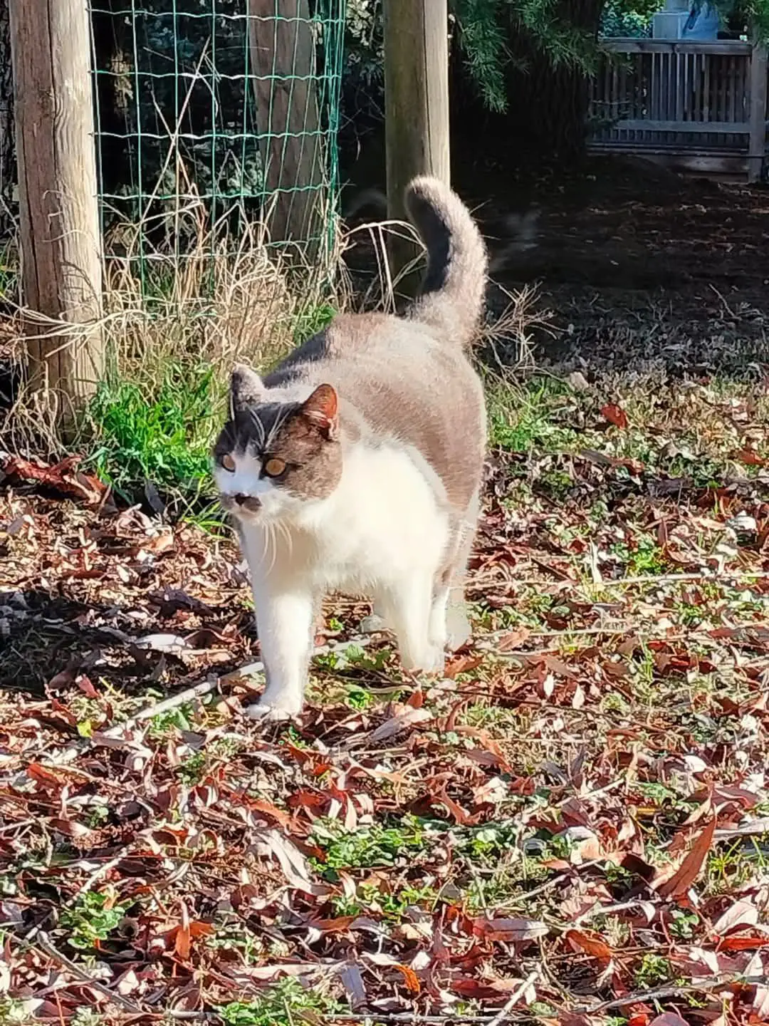 gatto lost    Saint-Christophe Ado o muni