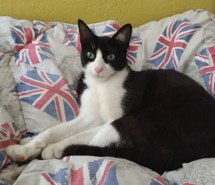 gatto lost  Piazza Innocenzo Manzetti 11100 Aosta Beniamino