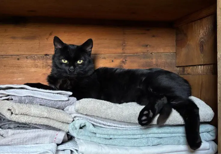 gatto lost  Piazza Innocenzo Manzetti 11100 Aosta Tommaso