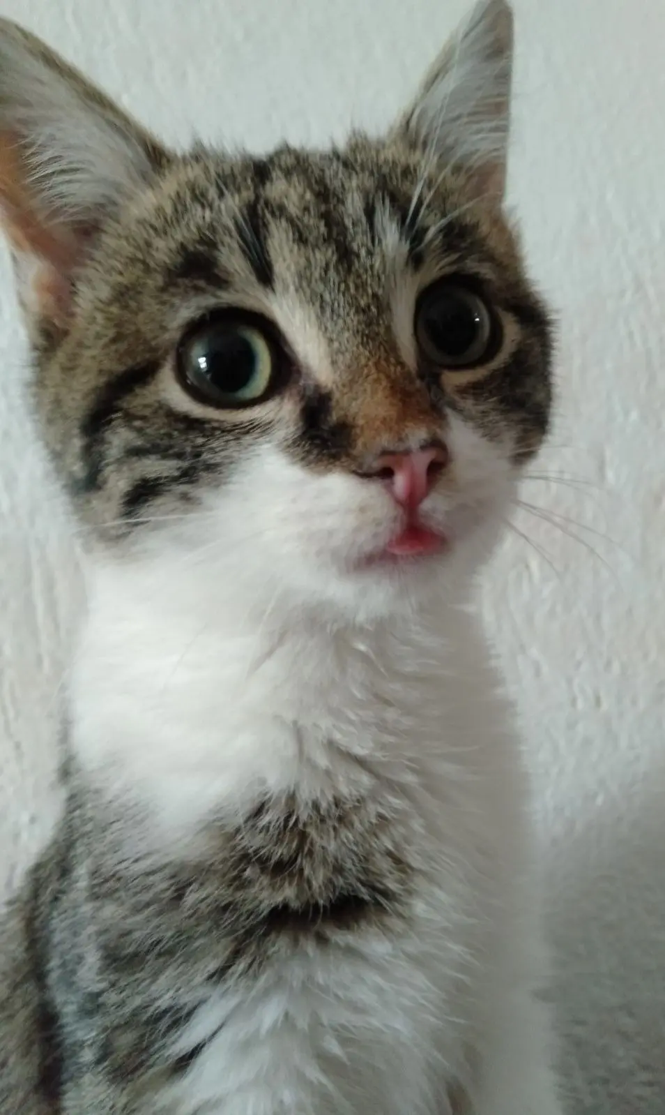 gatto lost  Place Innocenzo Manzetti 11100 Aoste Mucchino