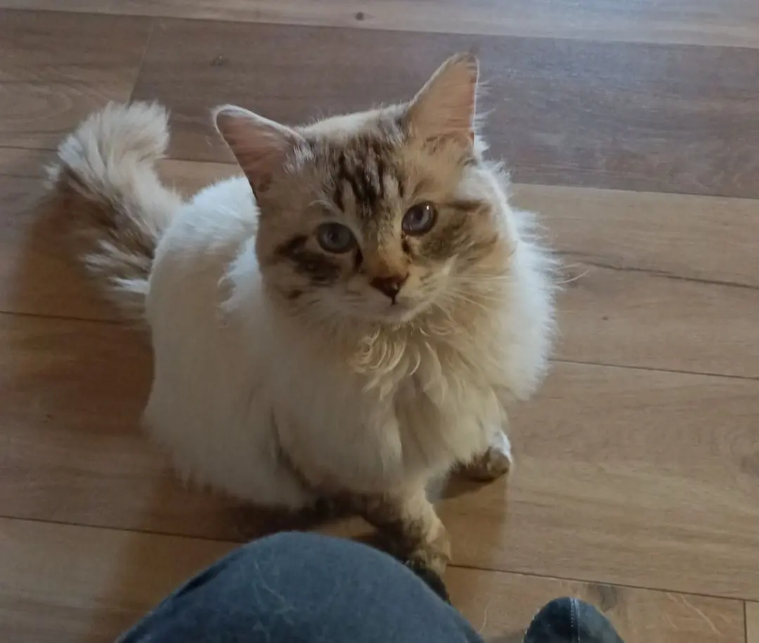 gatto lost  Place Innocenzo Manzetti 11100 Aoste Ozzy