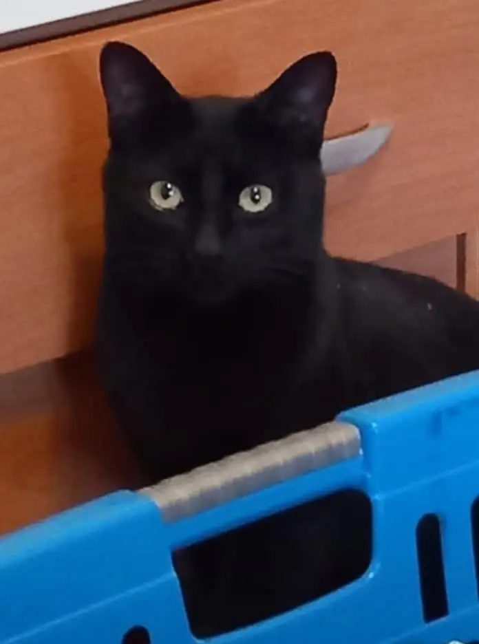 gatto lost  Place Innocenzo Manzetti 11100 Aoste Ubbe