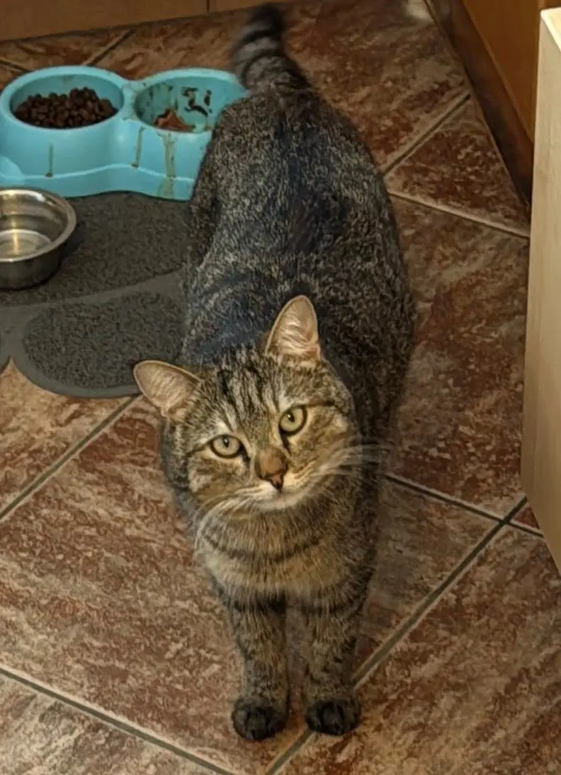 gatto lost   11024 Châtillon Artù