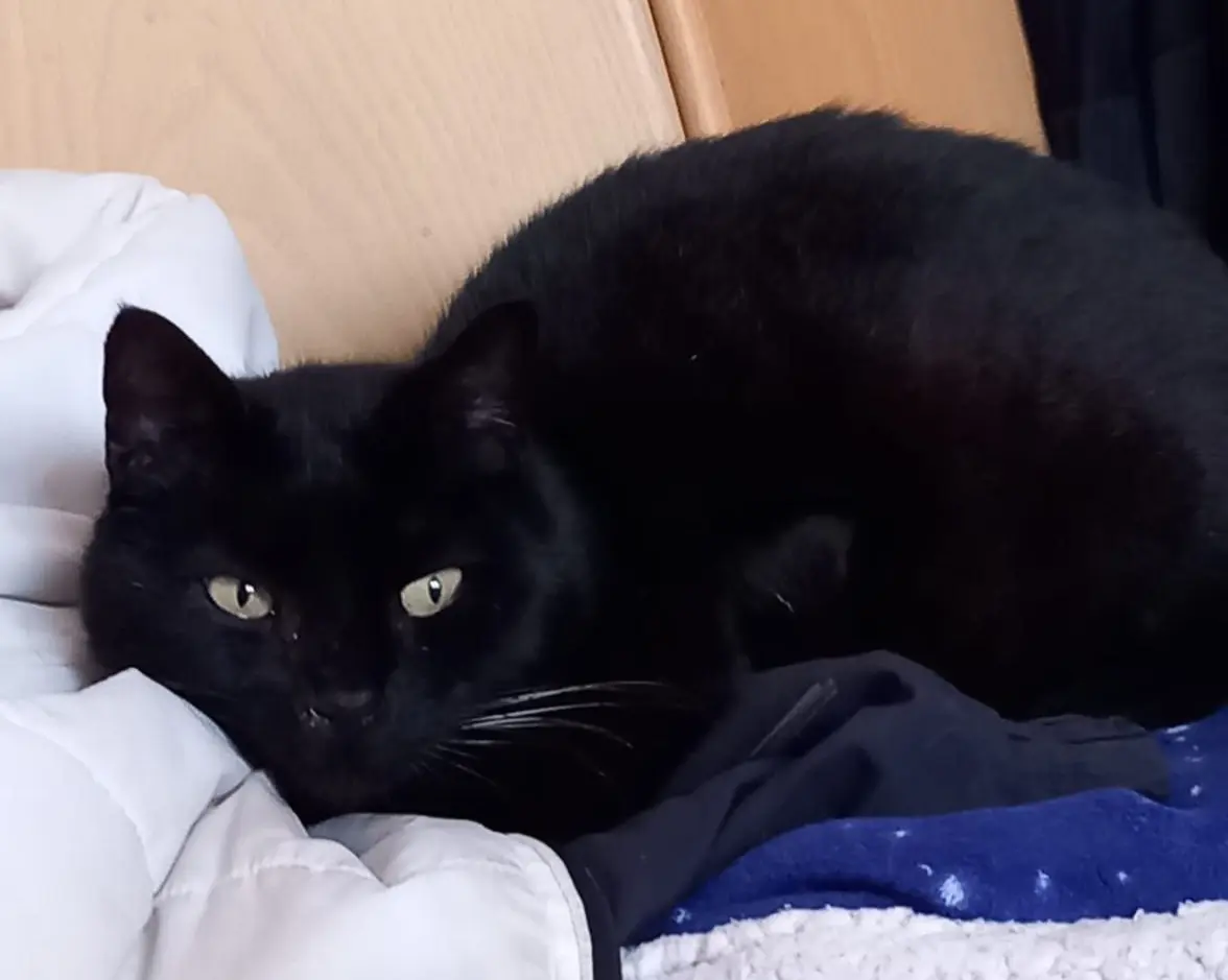 gatto lost    Fénis Bendy