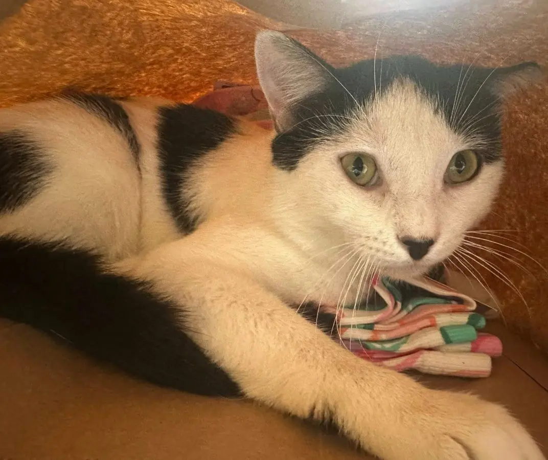 gatto lost    Chambave Bianco