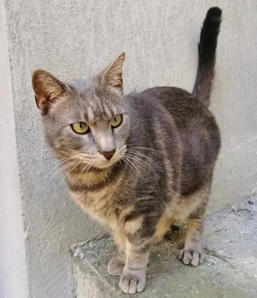 gatto lost   11017 Morgex Bubu