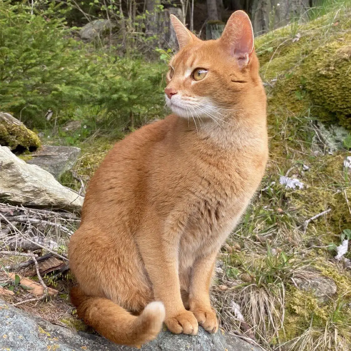 gatto lost    Nus Enki