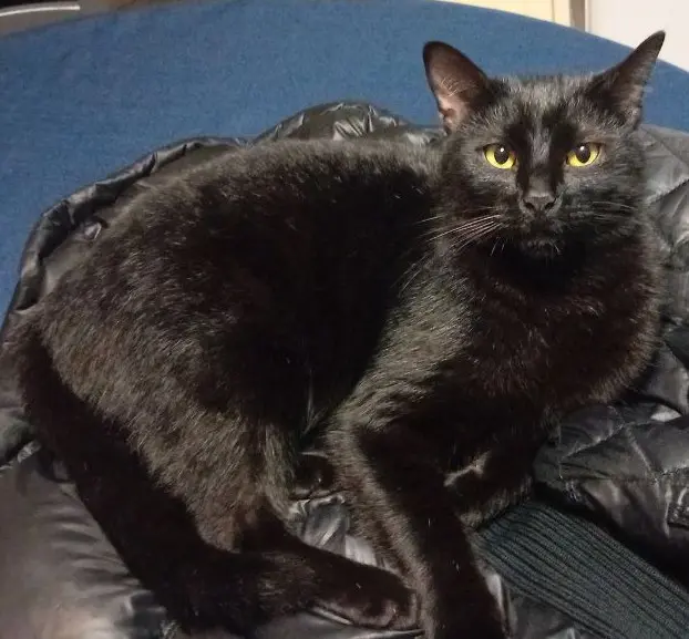 gatto lost    Pollein Loki