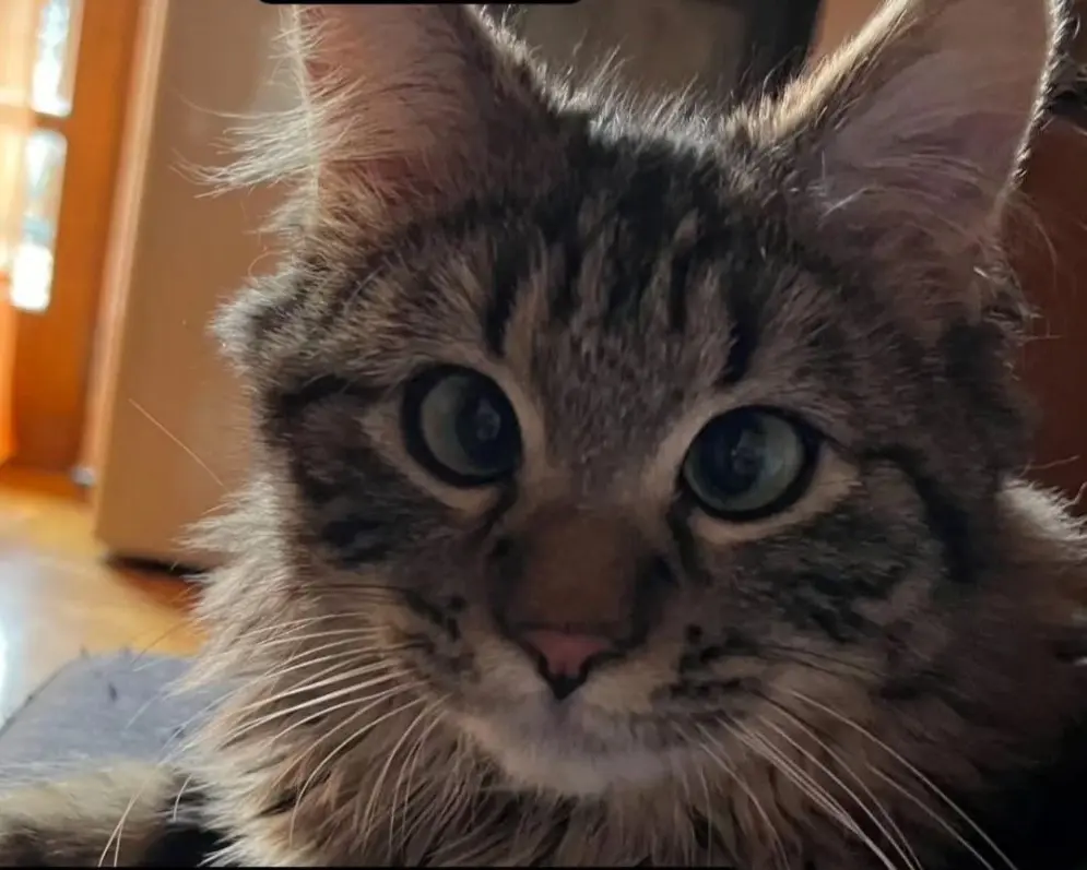 gatto lost   11027 Saint-Vincent Man