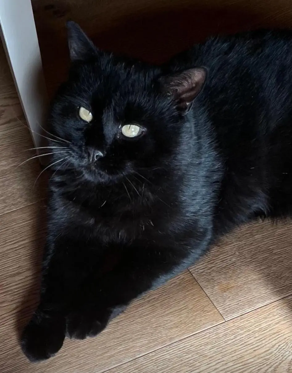 gatto lost    Saint-Christophe Nano